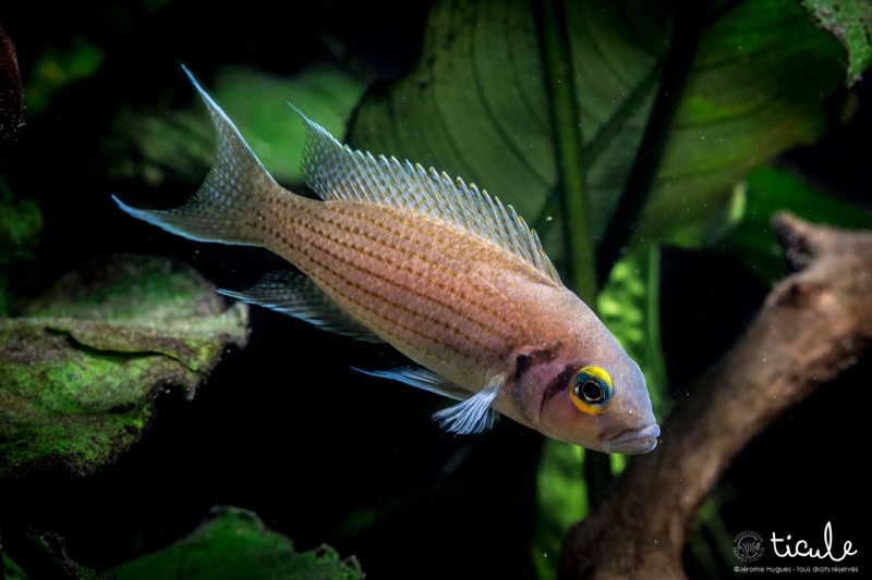 Neolamprologus olivaceous